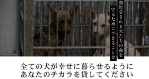 【悪評？】ピースワンコジャパンの口コミ・評判を調査してみた！